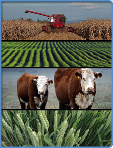 Montage of agricultural photos, including a harvesting machine; cows; wheat crop.