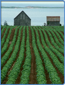 Produce farm on the edge of a lake.